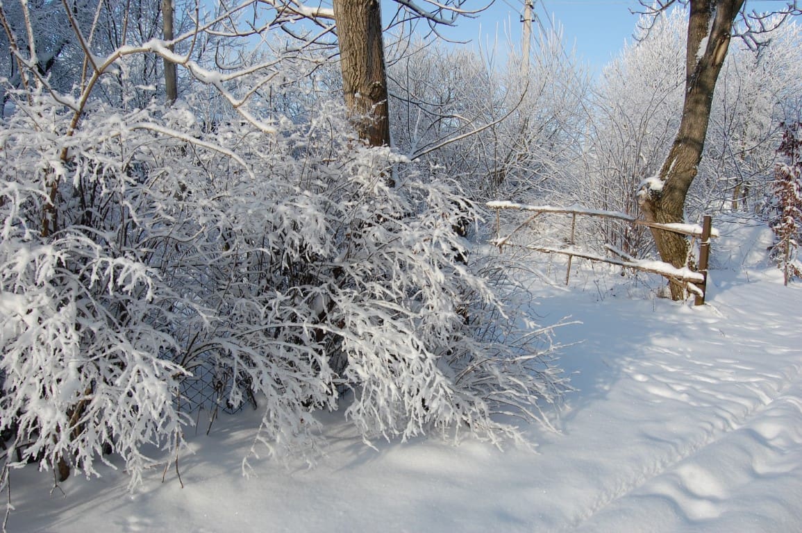 Trees in the winter