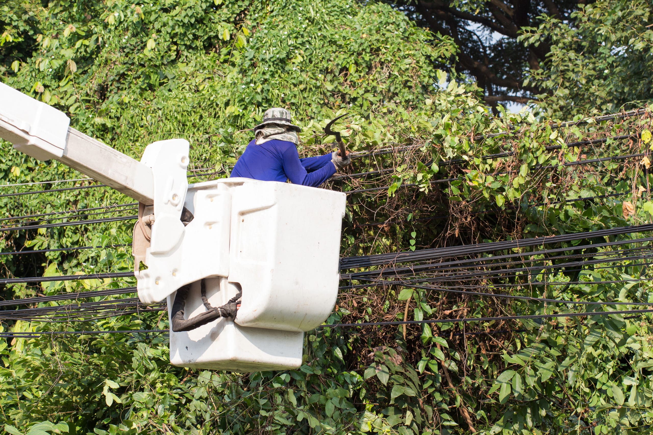 worker in a bucket truck checking tree branches around power lines