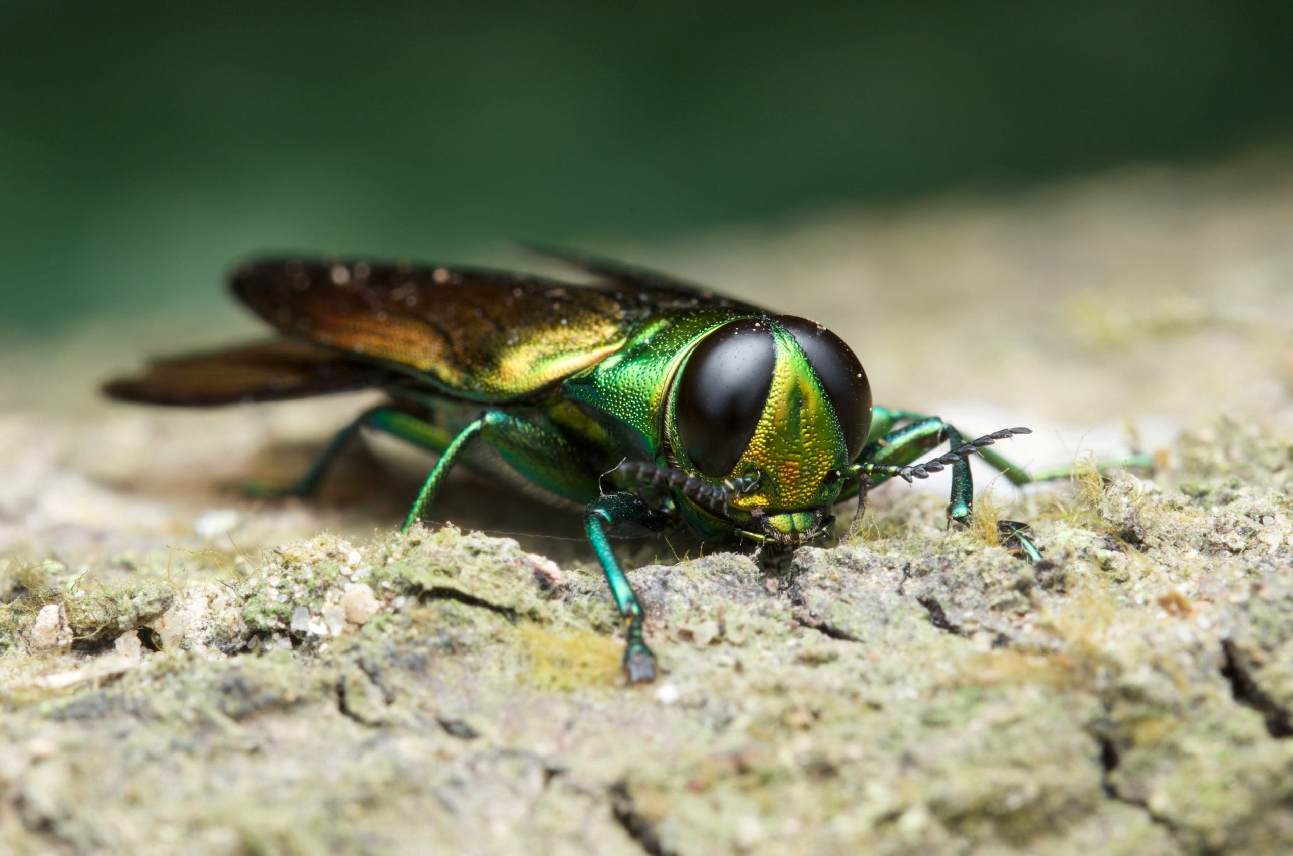 close up of an emerald ash borer, a non-native forest pest