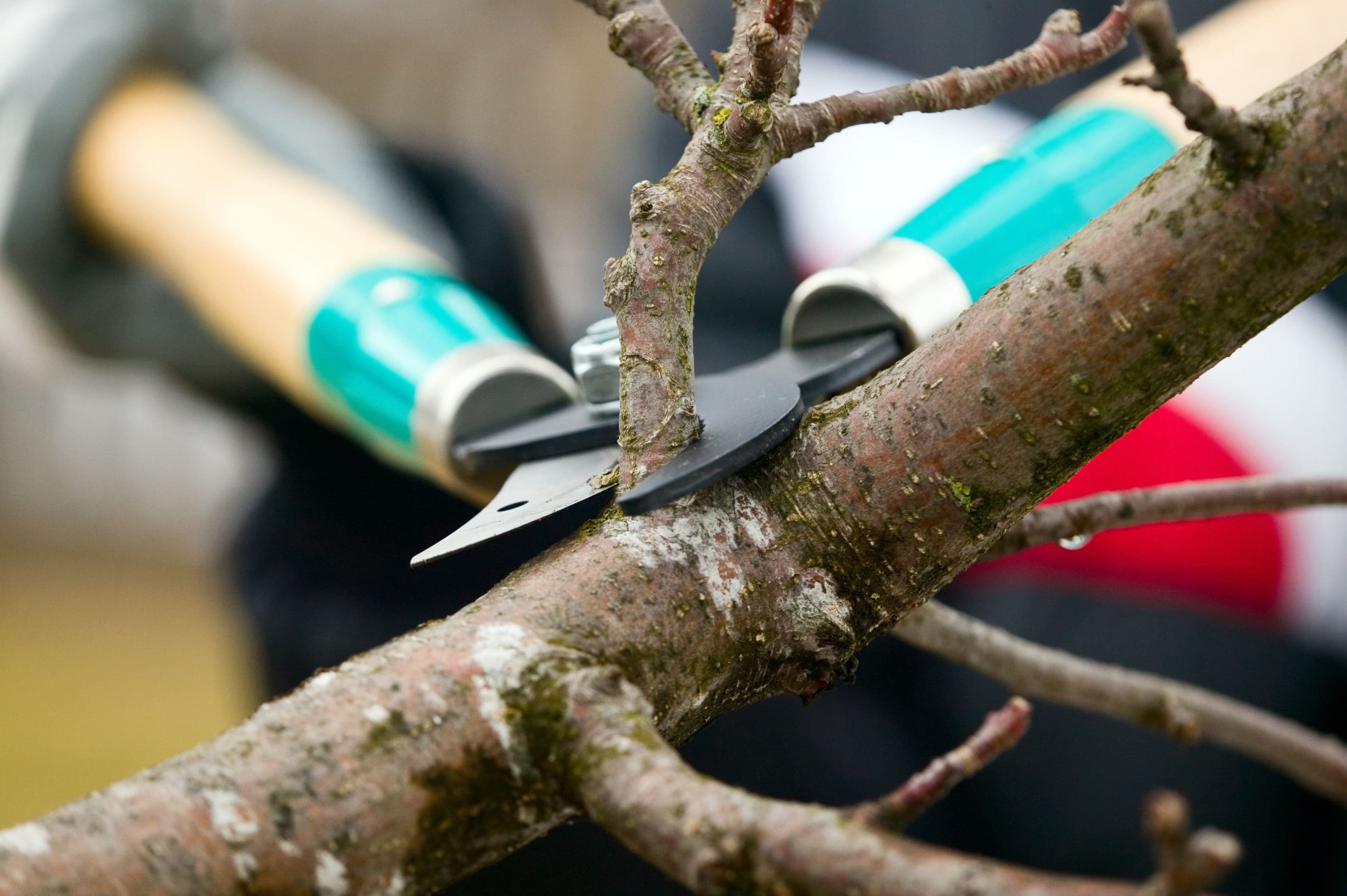 Man with gloves tree trimming a branch