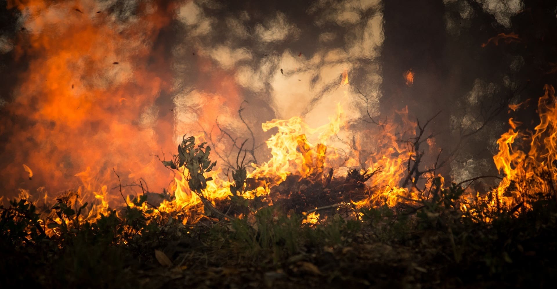 forest fires burning vegetation