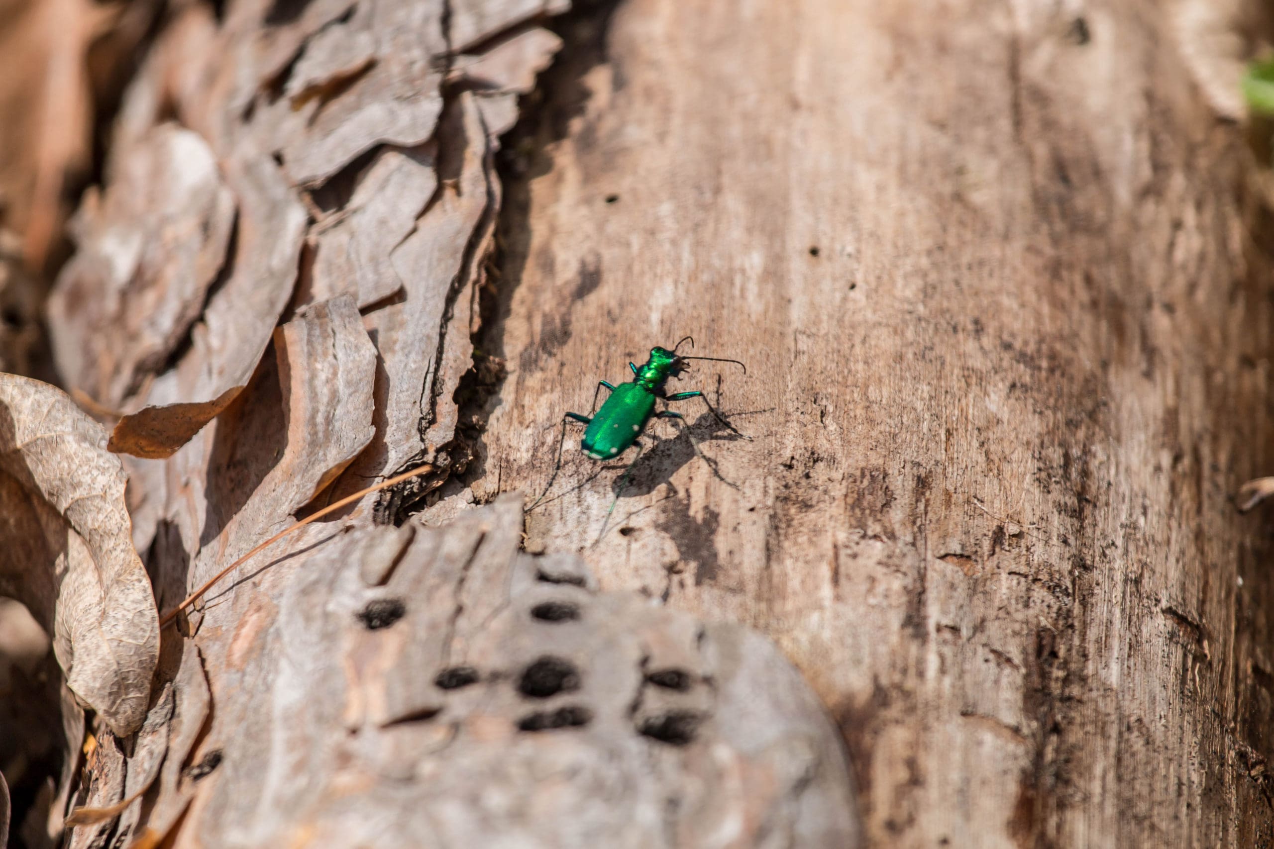 Emerald ash borer looking for a meal, An invasive bug that feeds on ash trees.
