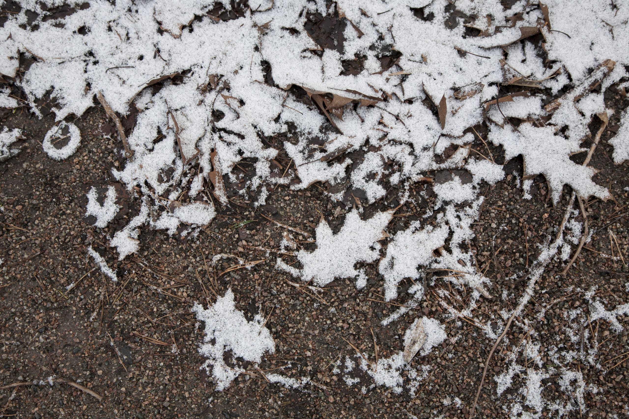 snow on leaves on the ground, likely frozen making it more difficult to dig