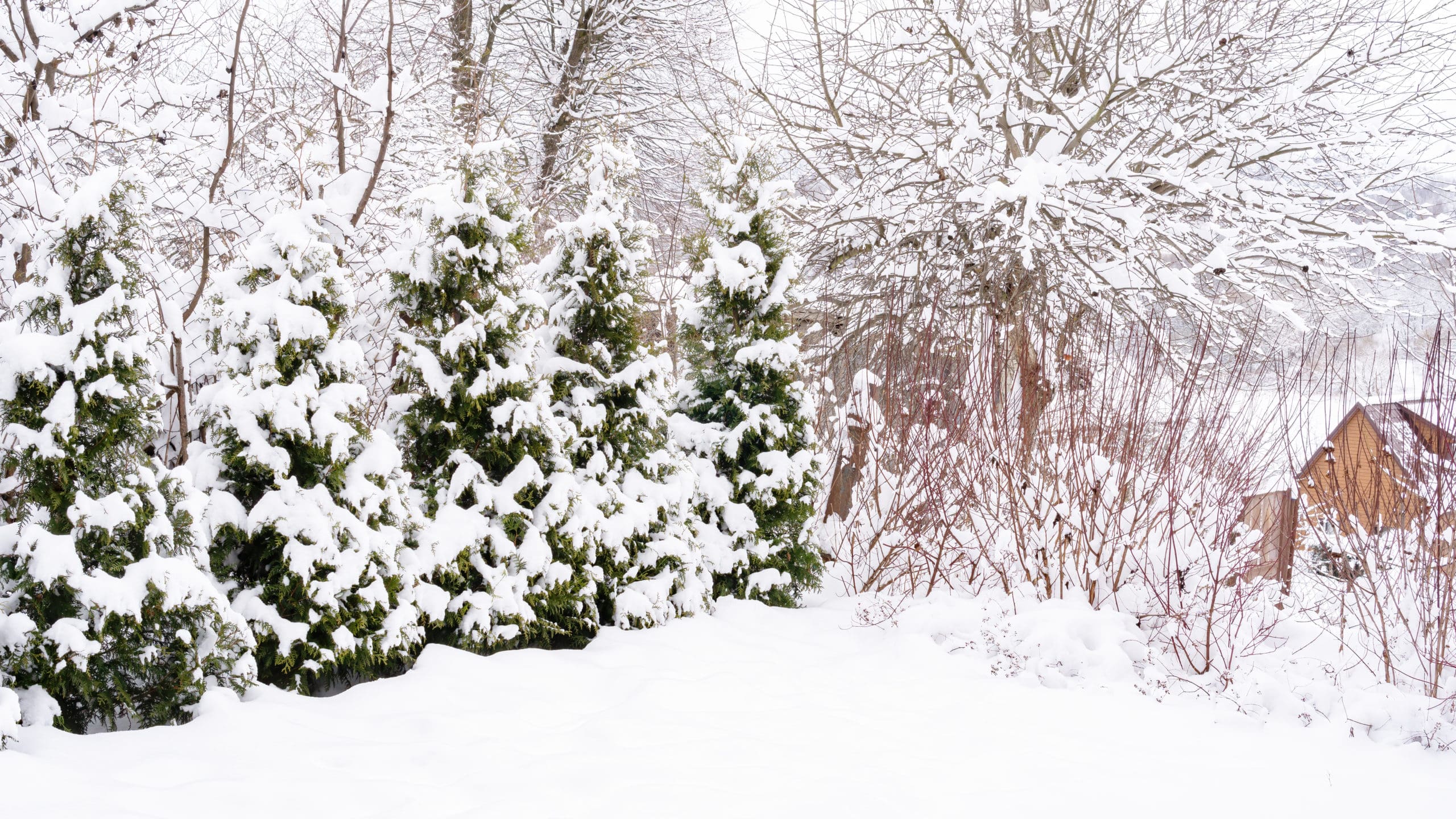 trees covered in snow for the winter