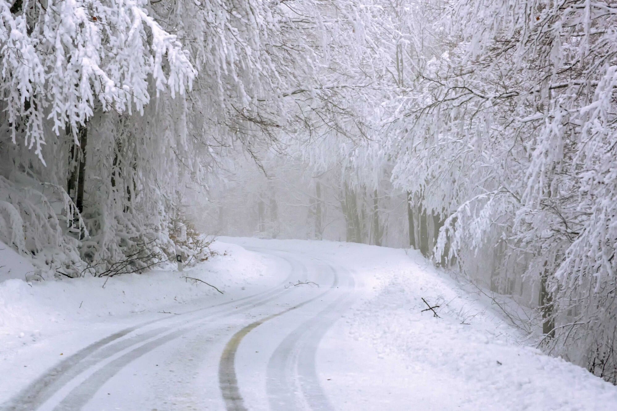 tree-lined road covered in snow during the winter